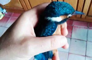 Martin Pescatore soccorso dall’Enpa nel porto di Vado