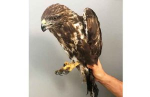 Recupero di una poiana a Carbuta ferita da un cavo elettrico