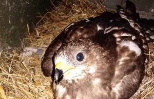 Poiana ferita soccorsa dai volontari dell’Enpa