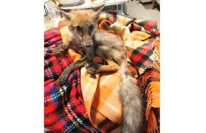 Giovane volpe soccorsa dall’Enpa sulle alture di Savona