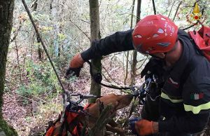 I vigili del fuoco soccorrono cucciolo di segugio nel Vara