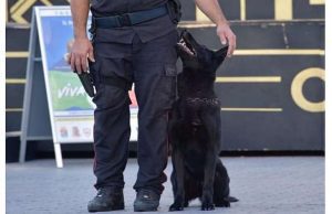 Carabinieri sui bus Tpl con unità cinofile: individuati ragazzi con marijuana