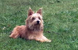 A Pietra Ligure prestare attenzione a buste di topicida