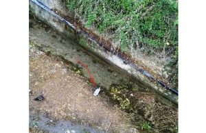 Airone cenerino in difficoltà recuperato dai VVF a Toirano