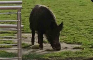 Pizzicato mentre dà da mangiare ai cinghiali, multa da 500 euro