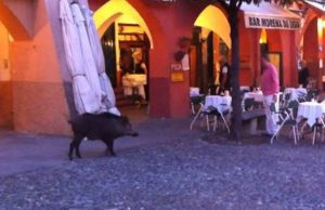 Portofino, paura per cinghiale contro vetrina di una boutique Portofino, paura per cinghiale contro vetrina di una boutique