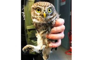 Una civetta in ascensore a Savona