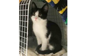 Gattino Felix abbandonato a Legino vicino casello autostrada