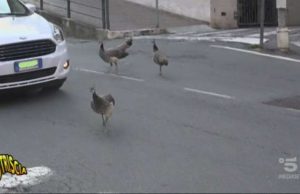 Pavoni malnutriti e morti per strada? Arenzano sbeffeggia le ‘musse’ raccontate da Striscia