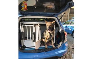 Il cane Cora non sbaglia, individuato pusher 60enne nei vicoli