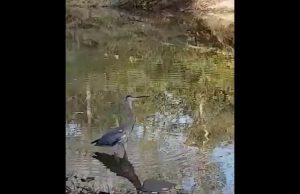 Enpa Savona libera airone cenerino | Video