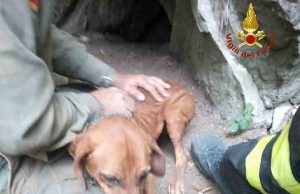 I VVF salvano due cani da caccia sulle alture di Alassio