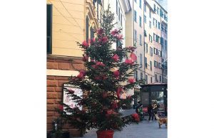 Civ San Vincenzo chic, addobbato l’albero di Natale: gli eventi
