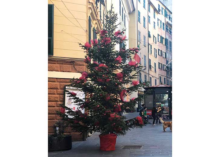 Albero Di Natale Addobbato.Civ San Vincenzo Addobbato L Albero Di Natale Gli Eventi