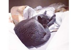 Appello per Baloo, certosino scappato all’alba in zona Borgoratti | Aggiornamento