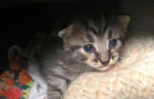 Gattini nel savonese vittime del maltempo accuditi dall’Enpa