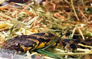 Innocua natrice viperina salvata in zona fornaci