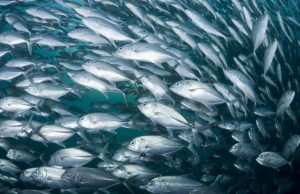 Guardia Costiera | Fermo pesca: operative procedure in favore delle imprese