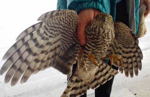Sparviere finisce a terra dopo aver sbattuto contro una vetrata