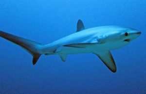 Sestri Levante e Framura, catturati un paio di squali volpe di oltre due metri