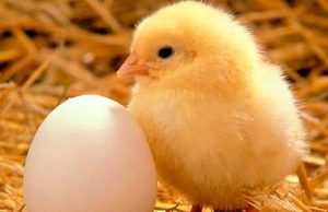 Il Nano Morgante | La disputa uovo-gallina