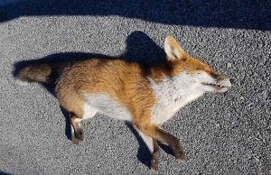 Investe e uccide una volpe sulla strada di Altare: fuggito
