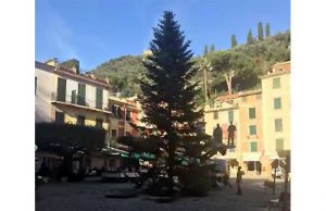 Arbre Magique dona gli alberi di Natale a Portofino, Santa, Rapallo e Zoagli