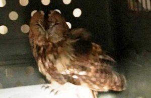 Allocco ferito ad un’ala soccorso dall’Enpa savonese