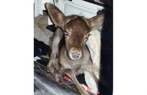 Cisano sul Neva, giovane capriolo investito soccorso dall’Enpa