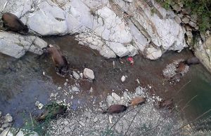 Un branco di cinghiali festeggia Capodanno nel Fereggiano | Foto