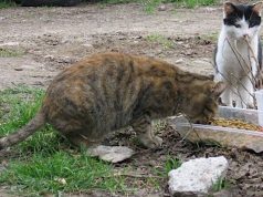 Ministero Salute: consentito accudimento animali in canili e colonie