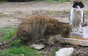Albissola Marina, attenzione ai bocconi avvelenati: moria di gatti