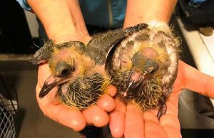 Enpa Savona: è reato penale distruggeri i nidi dei volatili