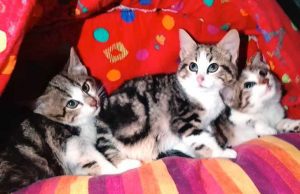 A Natale non sono tutti più buoni: abbandono di gattini a Varazze