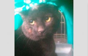 Millesimo, Vigili del Fuoco salvano gatto in una cantina