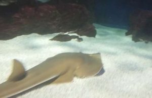 Acquario di Genova: la gioia dei bimbi per i pesci bellissimi | Video