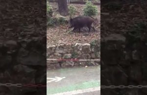 Cinghiali liberi all’Ospedale San Martino | Video (ironico)