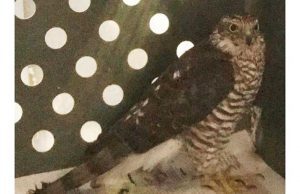 Nuovo soccorso dell’Enpa Savona ad uno sparviere