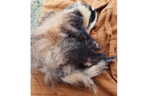 Cairo Montenotte, un giovane tasso muore investito da auto