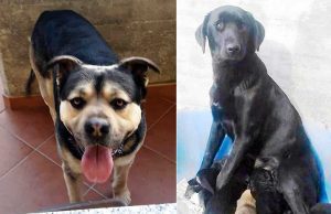 Un’adozione del cuore per Pogba e Trilly di Cairo Montenotte