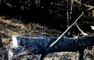 Tragedia a Dego, 68enne muore schiacciato da albero che aveva appena tagliato