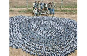 Caccia durante la stagione di cova dei volatili, la rabbia dell’Enpa