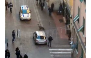 Sampierdarena, cinghiale a spasso in via Carlo Rolando