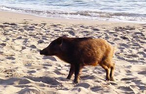 Carcassa di cinghiale recuperata in mare, la rabbia dell’Enpa