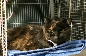 Appello per una gatta tartarugata investita a Savona