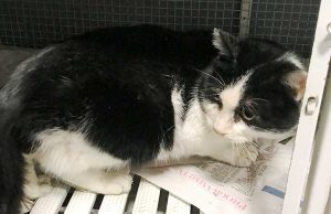 Gatto di casa ferito salvato dall’Enpa a Varazze ricerca padrone