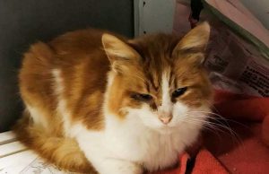 Adozione del cuore per un bel gattone: proposta dall’Enpa Savona