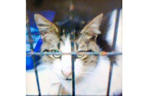 Adozione del cuore per il gatto Leo recuperato a Savona