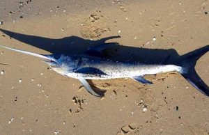 Pesce spada trovato spiaggiato a Voltri