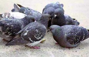 Dà da mangiare ai picconi, 60enne condannata per lesioni